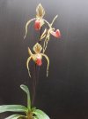 paphiopedilum david ott 2 - Copia.JPG