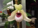 paphiopedilum lynleigh koopowitz - Copia.JPG