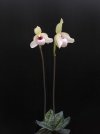 paphiopedilum linleigh koopowitz 3 - Copia.JPG