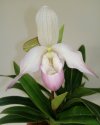 Phragmipedium 2.jpg