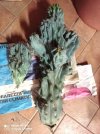 1-Cereus-Peruvianus-marzo.jpg