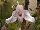 paphiopedilum vanda m pearment - Copia.JPG