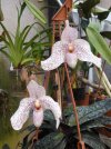 paphiopedilum vanda m pearment 2 - Copia.JPG