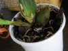 orchidee 005..jpg