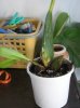 orchidee 006..jpg