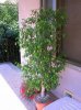 ficusben..jpg
