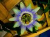 7 - Passiflora - &#50.jpg