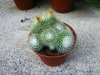 Parodia chrysacan&#.jpg