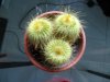 parodia leningha&#11.jpg