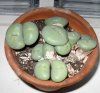 Conophytum ornat.jpg Conophytum ornat.jpg