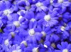 Cineraria..jpg