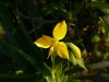 Alstroemeria fol&#1.jpg