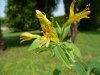 Alstroemeria och&#11.jpg