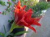 Hippeastrum x acr.jpg