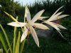 Crinum amoenum2..jpg