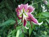 Lilium speciosum&#3.jpg