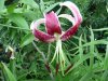 Lilium speciosum&#3.jpg