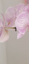 orchidea per forum ridimensionata.jpg