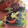 Piantine-Zinnia.jpg