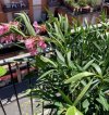 fiori 1.jpg