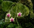 phalaenopsis_bellina01.jpg