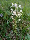 Platanthera bifolia 2.jpg