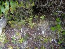 Pinguicula vulgaris.jpg Pinguicula vulgaris.jpg