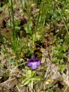 Pinguicula vulgaris 2.jpg