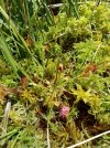Drosera rotundifolia.jpg Drosera rotundifolia.jpg