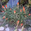 Kniphofia-2022.jpg