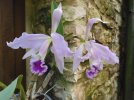 cattleya gaskelliana 2 - Copia.JPG