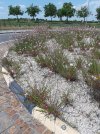 Gaura-rotonda.jpg