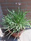 Tulbaghia-in-vaso.jpg