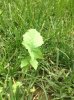 IMG_0645.jpg IMG_0645.jpg