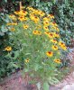 rudbeckia1.jpg