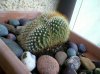 Mammillaria Rhodantha (Cactus Cervello).jpg