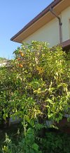 IMG_20220830_091747.jpg