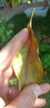 IMG_20220830_091824.jpg