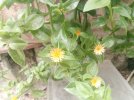 IMG_20220703_120118.jpg