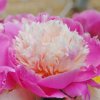 paeonia-bowl-of-beauty-3_compact_cropped.jpg