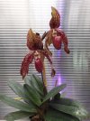 paphiopedilum weltz ballad 2.JPG