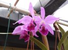 cattleya labiata.JPG