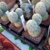 Tephrocactus.jpg