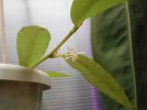 BEGONIA POLYGONOIDES - Copia.JPG