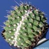 Mammillaria_compressa_forma_cristata_B_blue_360.jpg