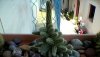 Echinopsis Chamaecereus (Cactus delle Noccioline).jpg