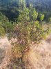 2013-07-19 frutto.jpg