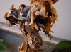 DSC03296.jpg