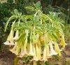 Datura.jpg