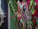 phragmipedium sedenii.JPG